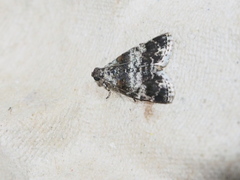 Salma ridiculalis
