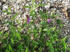 Vicia japonica