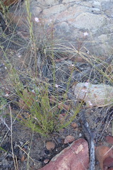 Chaenostoma subnudum