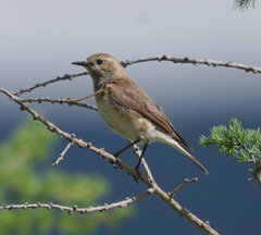 Pied Wheatear photo 1