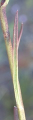 Chaenostoma subnudum