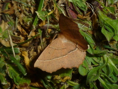 Gerinia honoraria