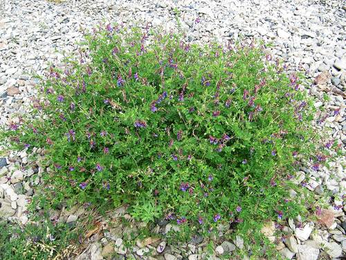 Vicia japonica iNat (3)