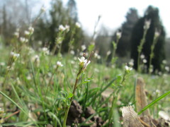 Cardamine hirsuta