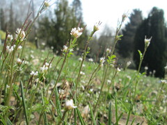 Cardamine hirsuta