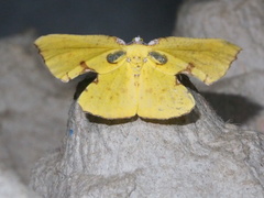 Corymica spatiosa