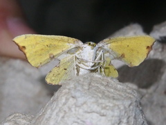 Corymica spatiosa
