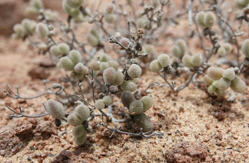 Image of Drosanthemum luederitzii by (c) Linda Lötjönen, some rights reserved (CC BY)