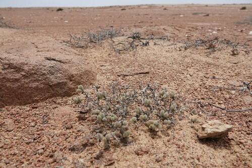 Image of Drosanthemum luederitzii by (c) Linda Lötjönen, some rights reserved (CC BY)