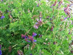 Vicia japonica
