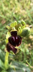 Ophrys sphegodes passionis