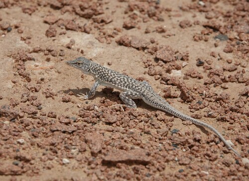 Reticulate Sand Lizard, Meroles reticulatus