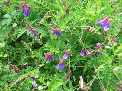 Vicia japonica