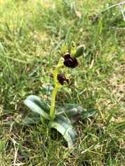 Ophrys sphegodes passionis