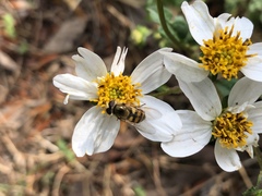 Syrphidae