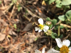 Syrphidae