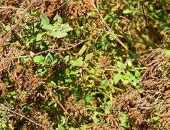 Salpianthus arenarius