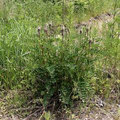 Astragalus uliginosus