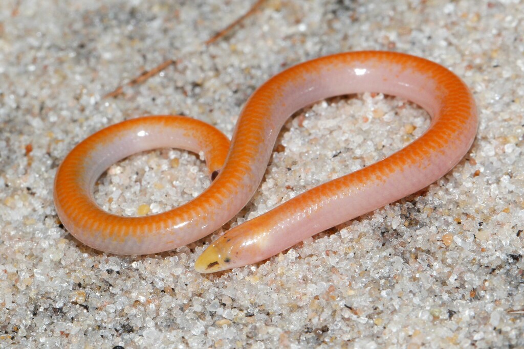Golden Blind Legless Skink