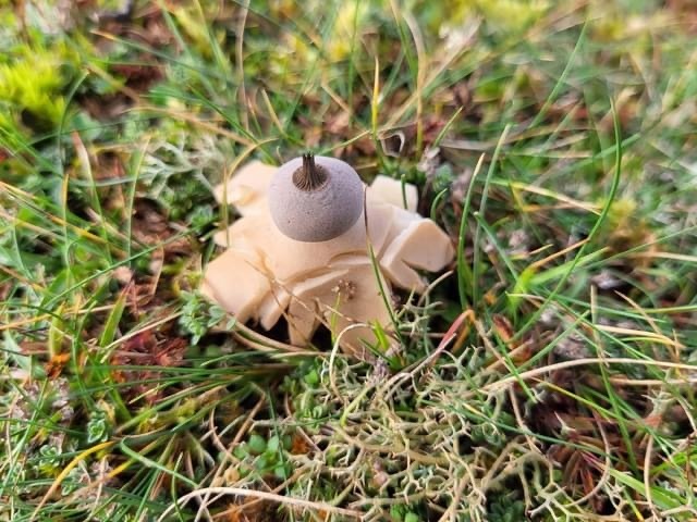 Geastrum sect. Schmidelia