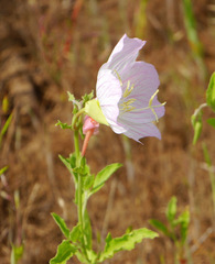 Oenothera speciosa