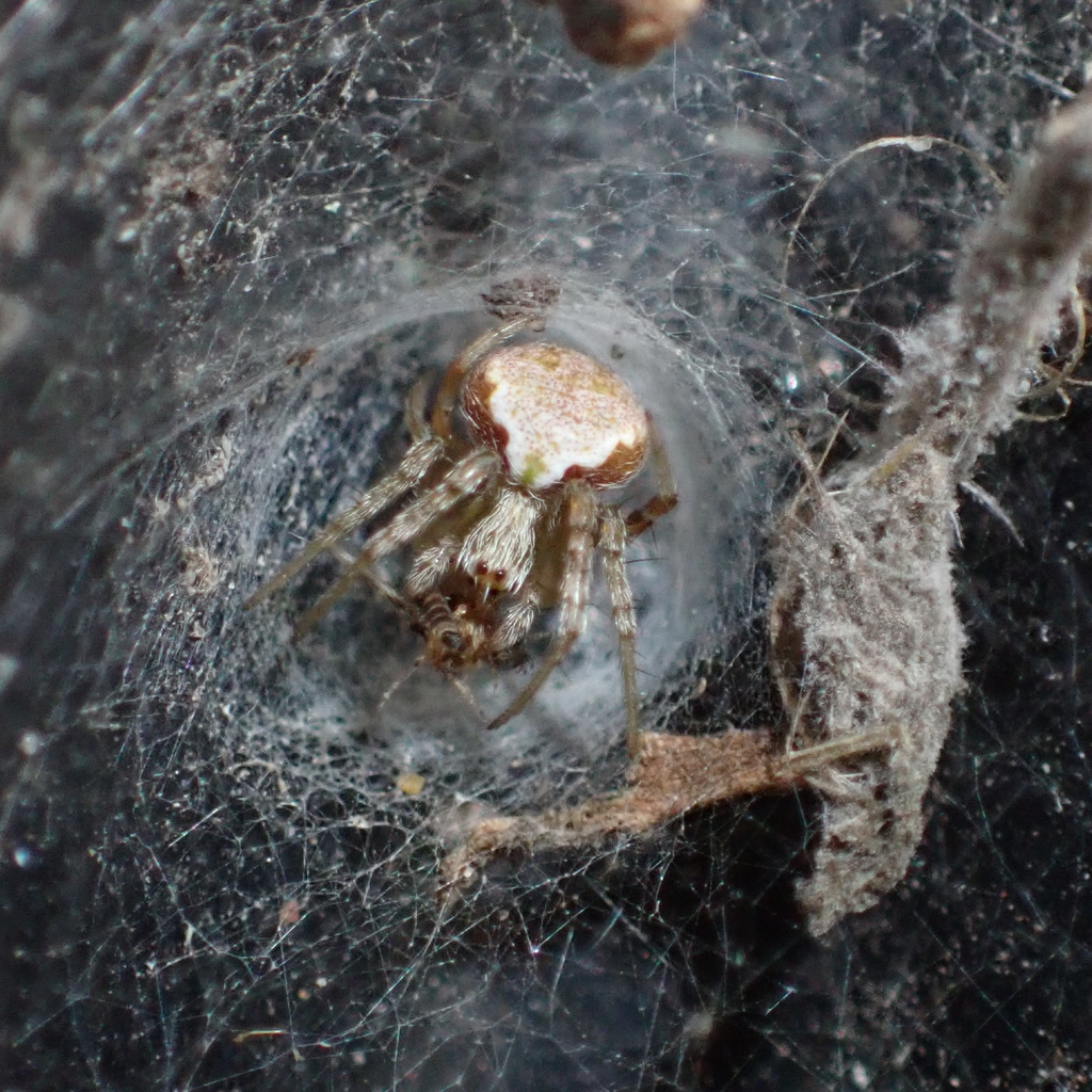orb weavers