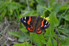 Vanessa gonerilla ida