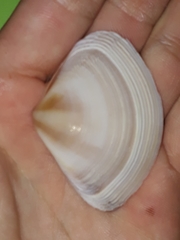 Austromactra rufescens