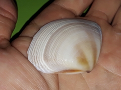 Austromactra rufescens