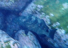 Epinephelus daemelii