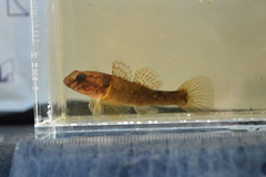 Gobiomorphus huttoni