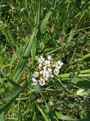 Allium trifoliatum