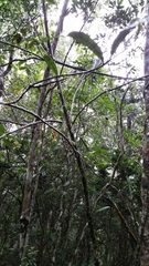 Campylospermum dependens