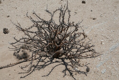 Monsonia marlothii
