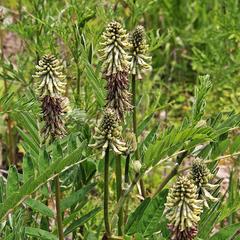 Astragalus uliginosus