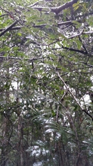 Dichrostachys