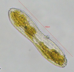 Surirella librile