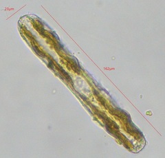 Surirella librile