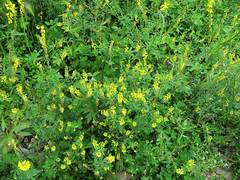 Melilotus suaveolens