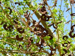 Microlobius foetidus