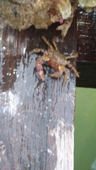Pilumnus
