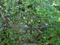 Coprosma microcarpa