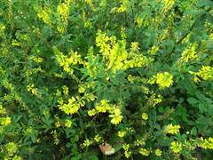 Melilotus suaveolens