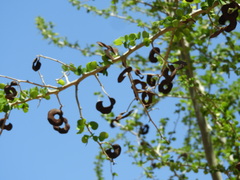 Microlobius foetidus