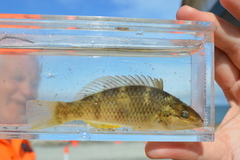 Notolabrus celidotus