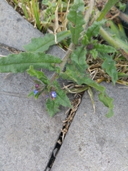 Anchusa arvensis