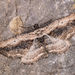 Small Waved Umber - Photo (c) Paolo Mazzei, some rights reserved (CC BY-NC), uploaded by Paolo Mazzei