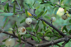 Coprosma microcarpa