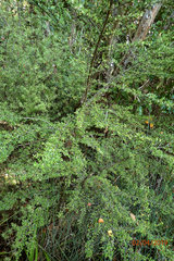 Coprosma microcarpa