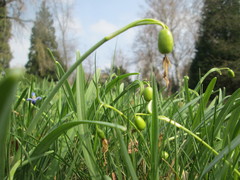 Galanthus nivalis